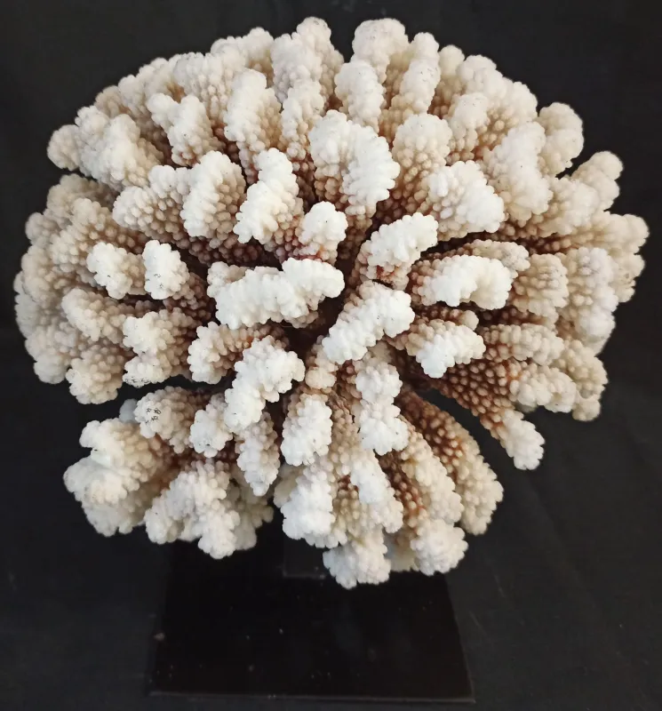 32 (Largeur : 27 cm Hauteur : 25 cm)