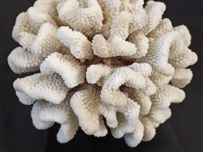34 (Largeur : 25 cm Hauteur : 21 cm)