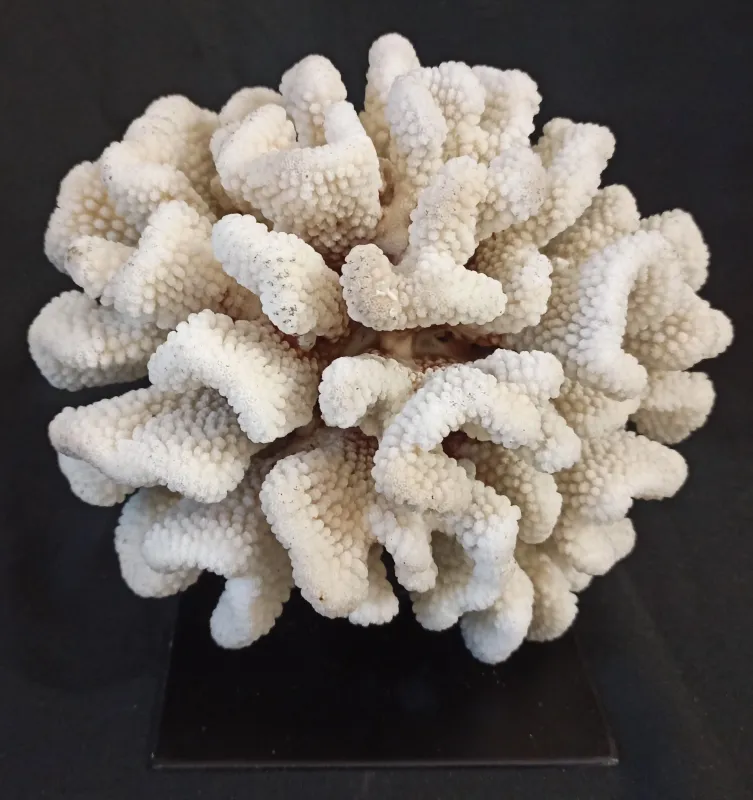 34 (Largeur : 25 cm Hauteur : 21 cm)