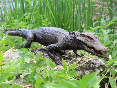 Crocodile nain