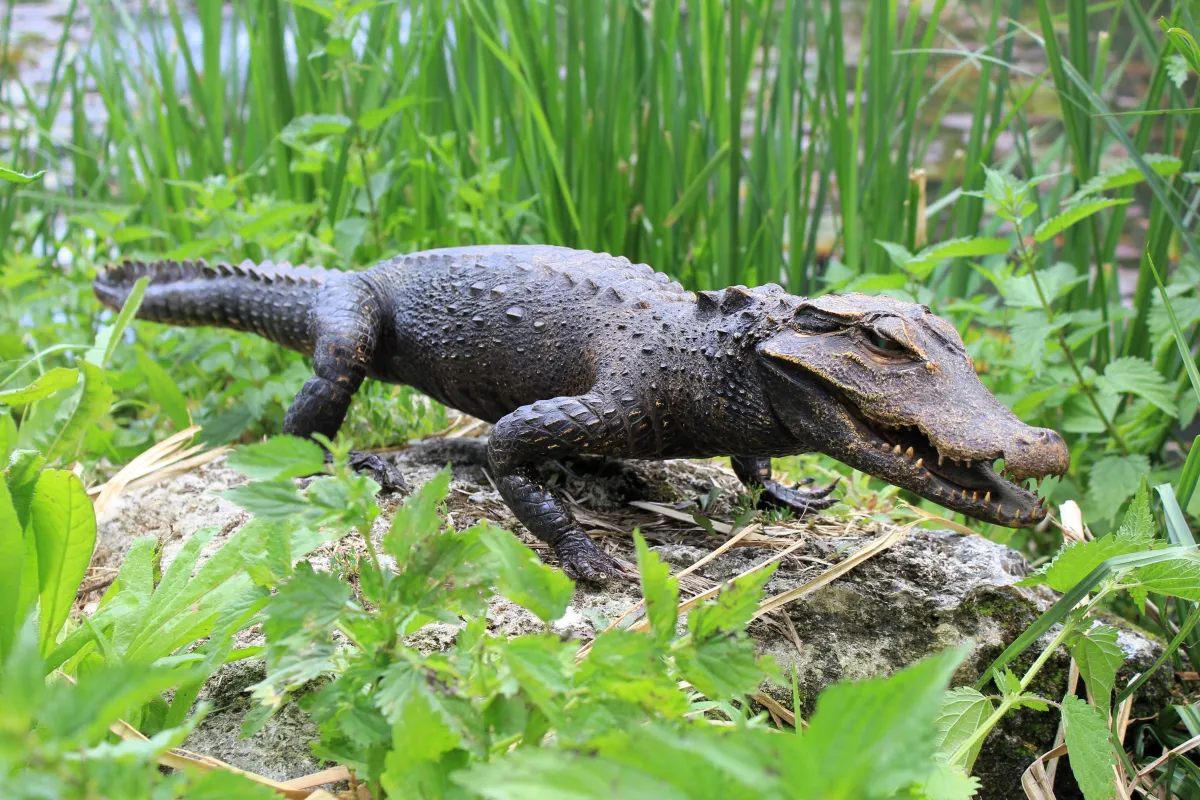 Crocodile nain