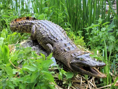 Crocodile du Nil