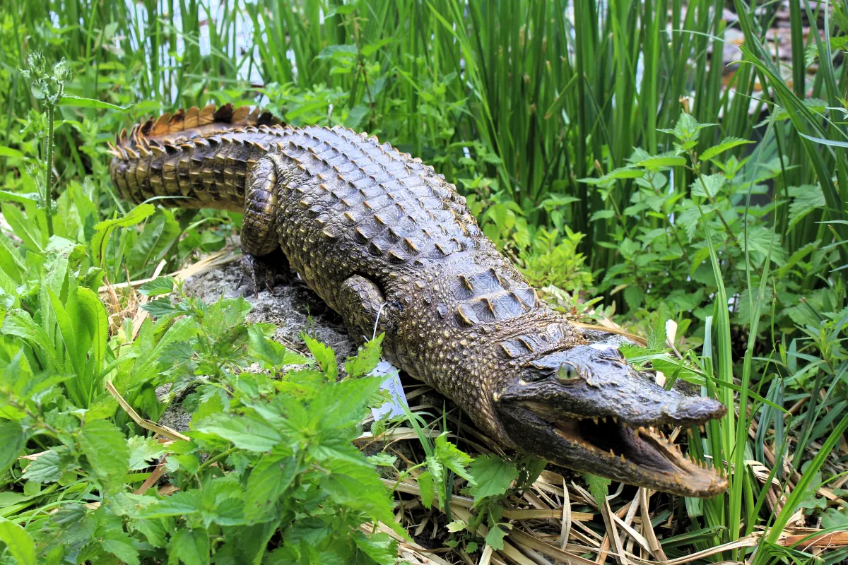 Crocodile du Nil