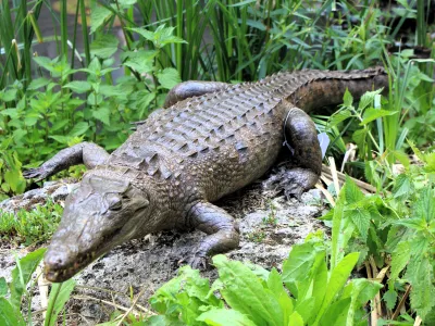 Crocodile d’Afrique de l’ouest (Suchus)