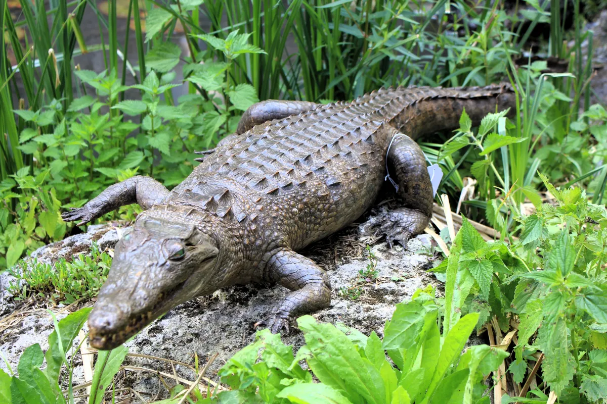 Crocodile d’Afrique de l’ouest (Suchus)
