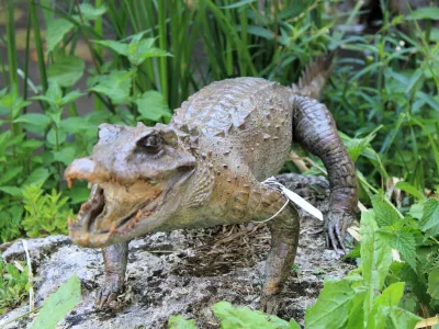Crocodile d’Afrique de l’ouest (Suchus)