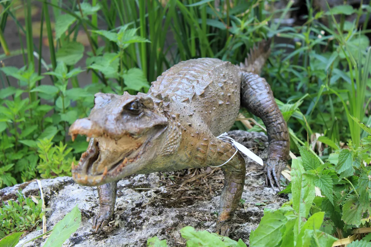 Crocodile d’Afrique de l’ouest (Suchus)