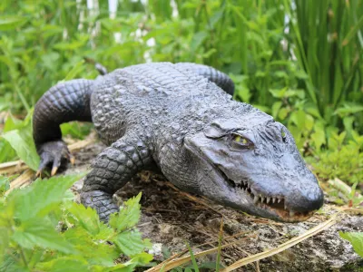 Crocodile à front large