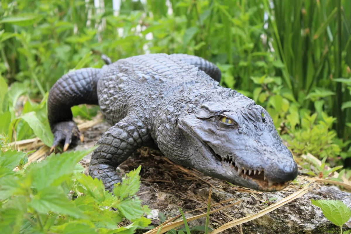 Crocodile à front large