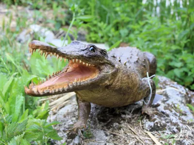 Crocodile Américain