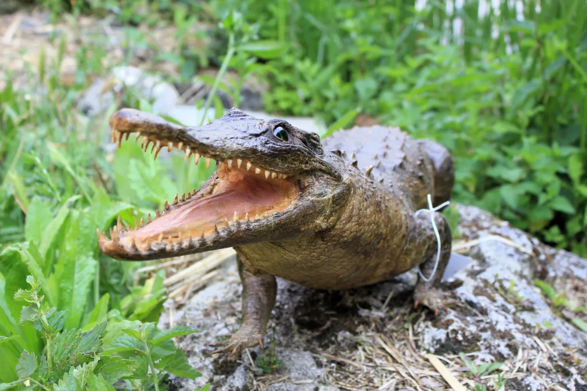 Crocodile Américain
