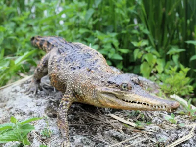 Crocodile à museau allongé
