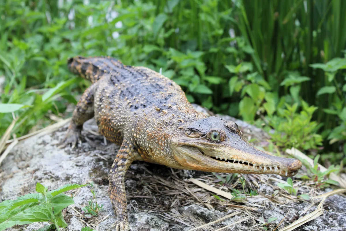 Crocodile à museau allongé