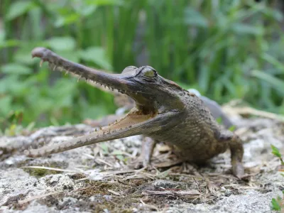 Gavial