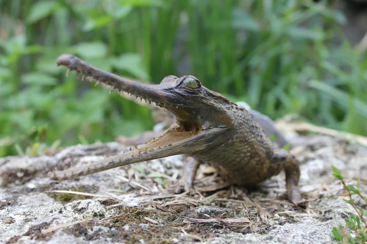 Gavial
