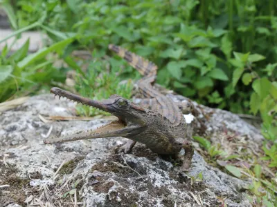 Gavial
