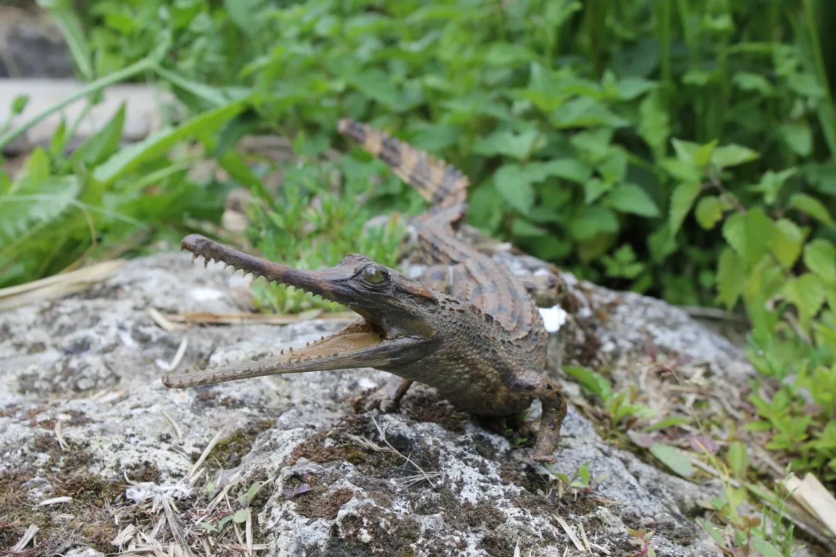 Gavial