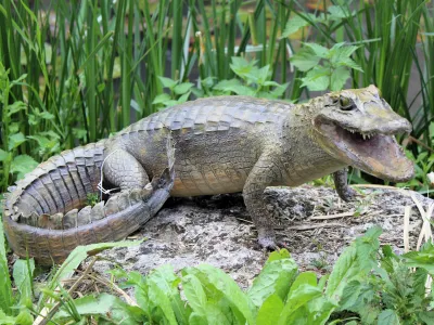 Crocodile du Nil