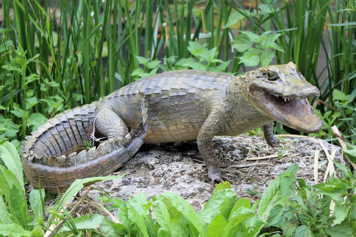 Crocodile du Nil