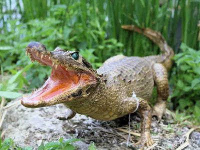Crocodile du Nil
