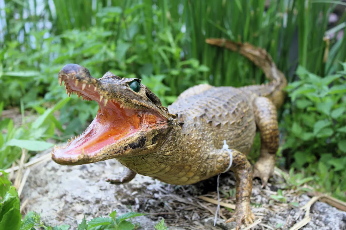 Crocodile du Nil