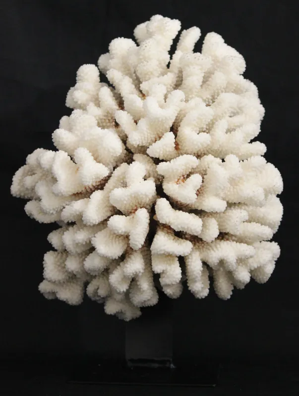 35 (Largeur : 28 cm Hauteur : 35,5 cm)