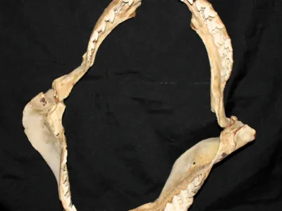 14 Requin Tigre (Largeur : 43 cm Hauteur : 51 cm)