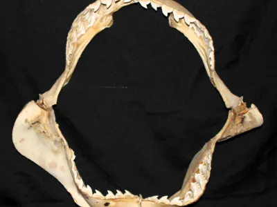 15 Requin Tigre (Largeur : 51 cm Hauteur : 48,5 cm)
