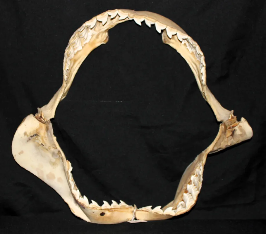 15 Requin Tigre (Largeur : 51 cm Hauteur : 48,5 cm)