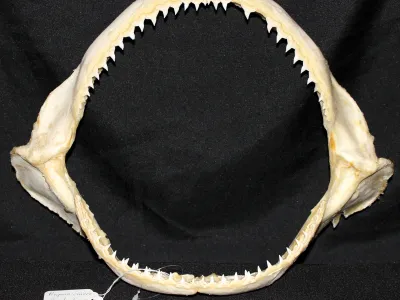 17 Requin Cuivre (Largeur : 37,5 cm Hauteur : 28,5 cm)