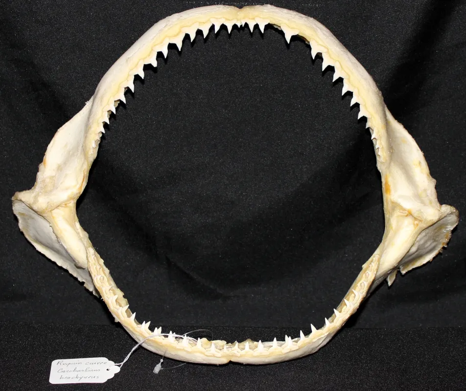 17 Requin Cuivre (Largeur : 37,5 cm Hauteur : 28,5 cm)