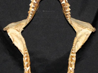 18 Requin Mako (Largeur : 29,5 cm Hauteur : 39,5 cm)