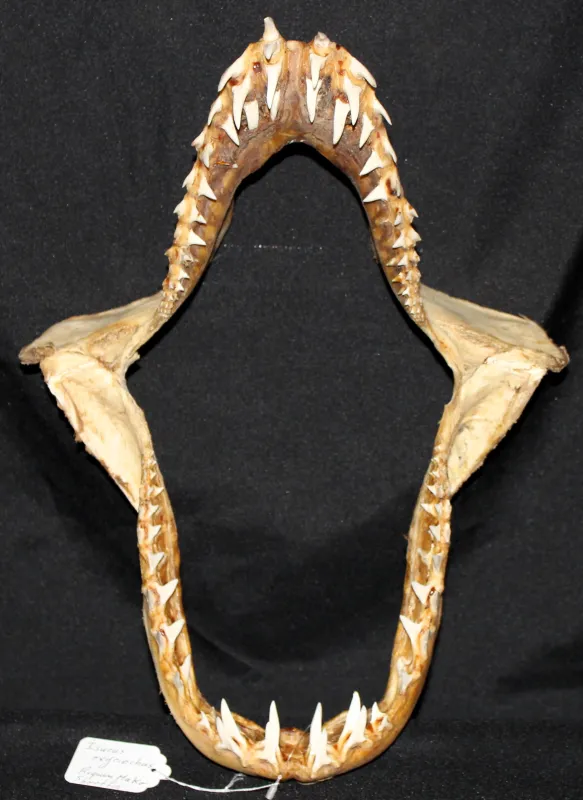 18 Requin Mako (Largeur : 29,5 cm Hauteur : 39,5 cm)