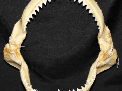 19 Requin Bouledogue (Largeur : 29,5 cm Hauteur : 28,5 cm)