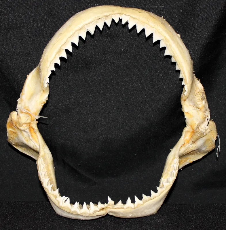 19 Requin Bouledogue (Largeur : 29,5 cm Hauteur : 28,5 cm)