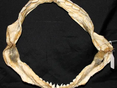20 Requin Griset (Largeur : 41,5 cm Hauteur : 38,5 cm)