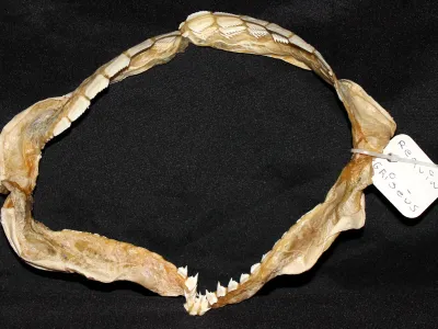 21 Requin Griset (Largeur : 28 cm Hauteur : 21 cm)